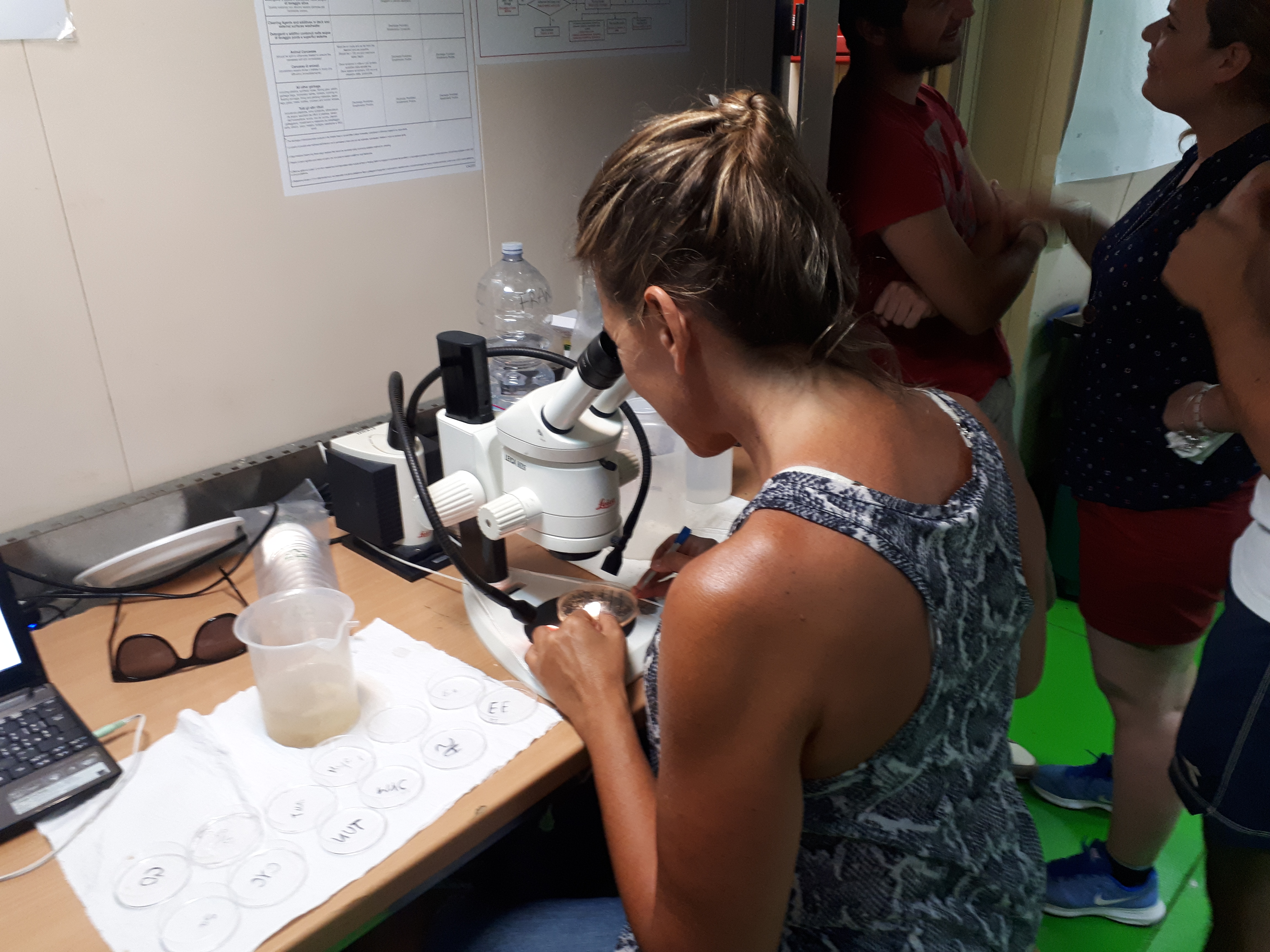 Al microscopio durante una campagna